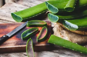 Aloe Vera: Health Benefits, Common Uses, Side Effects, and Risks