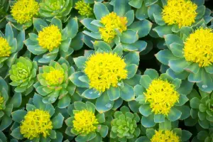 The Science of Rhodiola Rosea in Skin Care