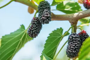 The Science of Mulberry Extract in Skin Care