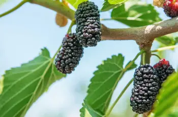 The Science of Mulberry Extract in Skin Care