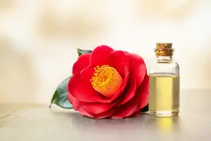 Camellia Japonica Seed Oil