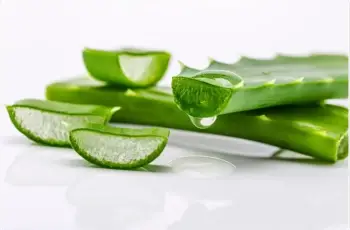 Aloe Vera: Health Benefits, Common Uses, Side Effects, and Risks