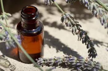 Lavender Oil for Skin: How to Use the Antioxidant