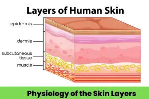 Skin: Layers, Structure and Function