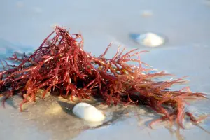 Carrageenan in Skin Care: What It Is & How It Works