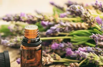 Lavender Oil in Skin Care: Natural Healing or Hidden Irritant? Lavender Oil in Skin Care: Natural Healing or Hidden Irritant?