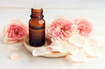 Rose Oil in Skin Care: Benefits, Uses, and Drawbacks Rose Oil in Skin Care: Benefits, Uses, and Drawbacks