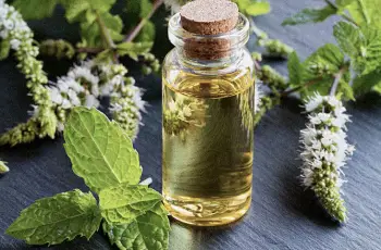 Peppermint Oil Benefits and Risks in Skin Care Routines Peppermint Oil Benefits and Risks in Skin Care Routines
