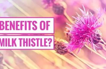 Milk Thistle for Skin: Nature’s Remedy for Aging & Irritation