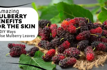 Glow Naturally: The Skincare Power of Mulberry Extract