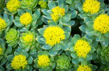 Skincare Meets Nature: Why Rhodiola Rosea Is Trending