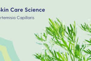 Why Artemisia Capillaris Deserves a Spot in Your Skincare Routine