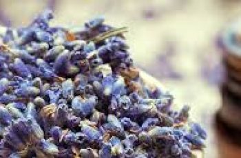 Lavender Oil Benefits and Risks: Essential Guide for Skin Care