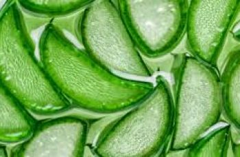 Aloe Vera in Skincare: Nature’s Soothing and Healing Ingredient