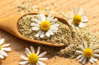 The Soothing Power of Chamomile for Your Skin The Soothing Power of Chamomile for Your Skin