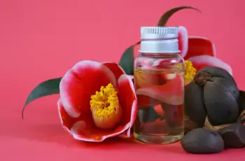 The Power of Camellia Japonica Seed Oil: Benefits, Uses, and Science Explained