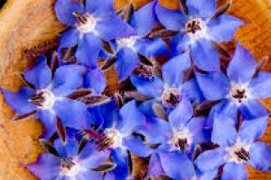 Skincare Guide: The Real Benefits of Borage Seed Oil Explained