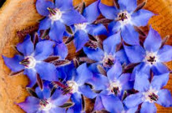Skincare Guide: The Real Benefits of Borage Seed Oil Explained Skincare Guide: The Real Benefits of Borage Seed Oil Explained