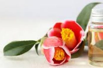 Discover the Skincare Benefits of Camellia Japonica Seed Oil Today Discover the Skincare Benefits of Camellia Japonica Seed Oil Today